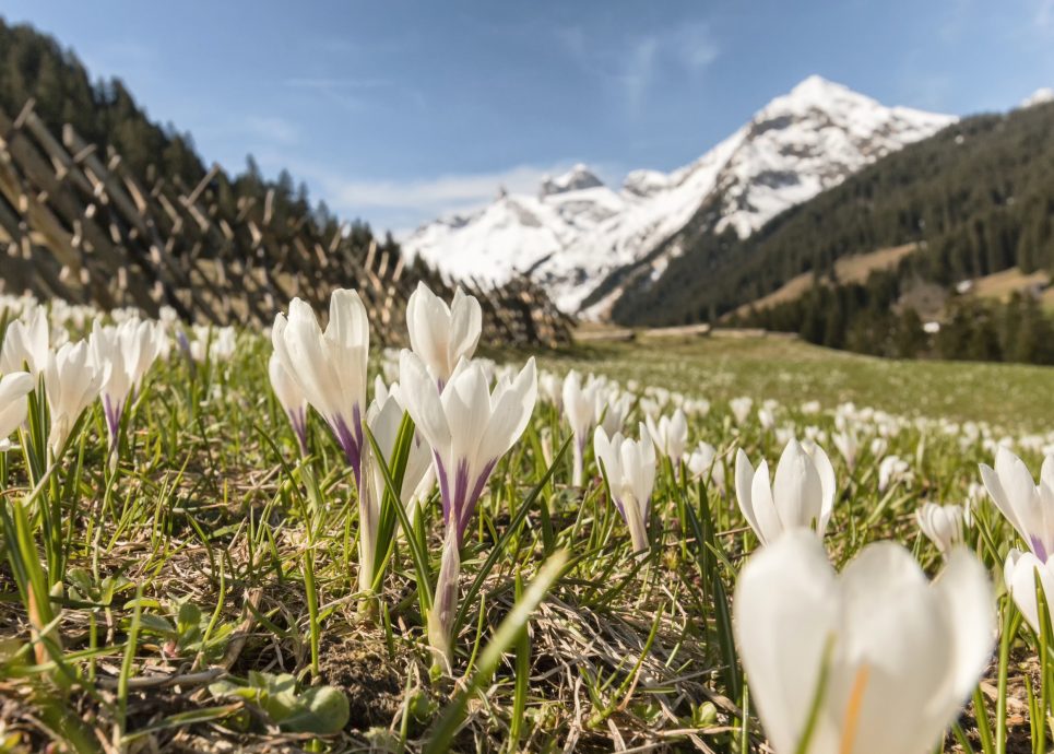 Gauertal im Frühling (c) Andreas Haller - Montafon Tourismus GmbH, Schruns