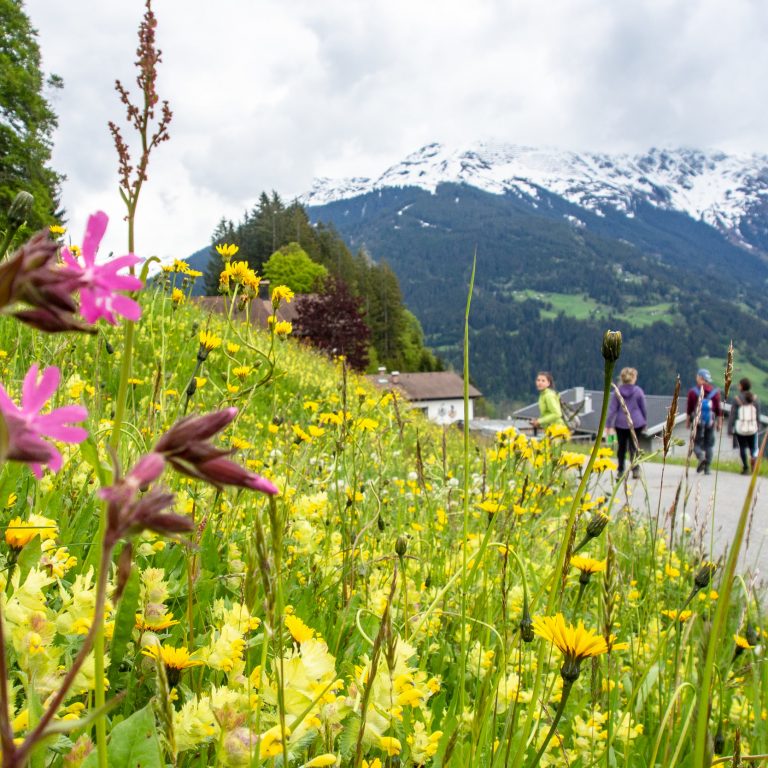 Frühlingshafte Blumenwiese in Bartholomäberg, dahinter sind Wanderer und noch verschneite Bergspitzen des Montafons zu sehen