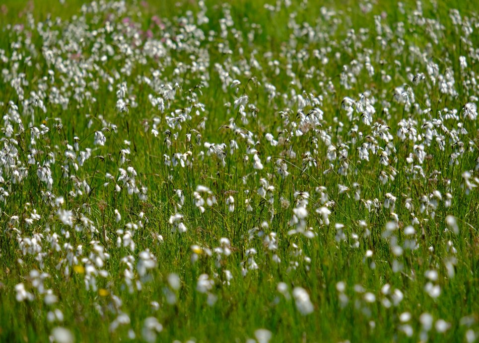 Frühlingswanderung vom Bödele zum Brüggele in Alberschwende © Lukas Rinnhofer / Vorarlberg Tourismus