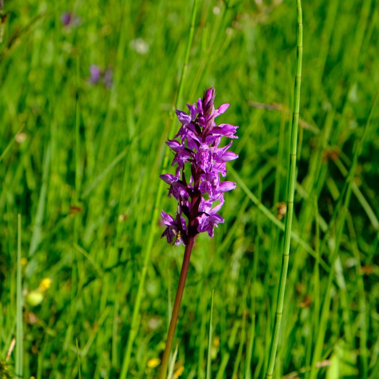 Frühlingswanderung vom Bödele zum Brüggele Wiesenvielfalt © Vorarlberg Tourismus