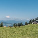 Breitentobelalpe (c) Packyourthingsandtravel / Vorarlberg Tourismus