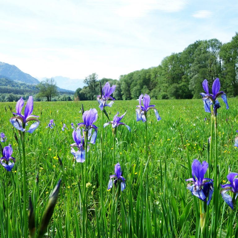 Rad-Radfahren-Walgau-Bludenz-Radweg-Irisblüte © Verena Hetzenauer / Vorarlberg Tourismus