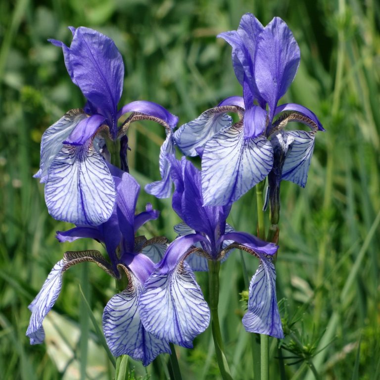 Unterried Sibirische Schwertlilie (c) RM Europaschutzgebiete