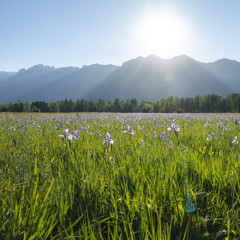Iris in bloom near Bangs-Matschel, towards the Hoher Kasten