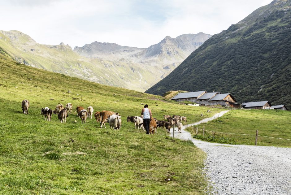 Kühe auf der Alpe Vergalden im Montafon © Andreas Haller / Montafon Tourismus GmbH, Schruns