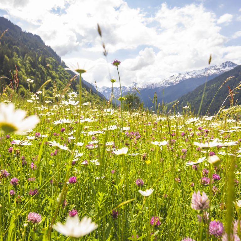 Montafonerhaus-Weg Gortipohl (c) Stefan Kothner - Montafon Tourismus GmbH