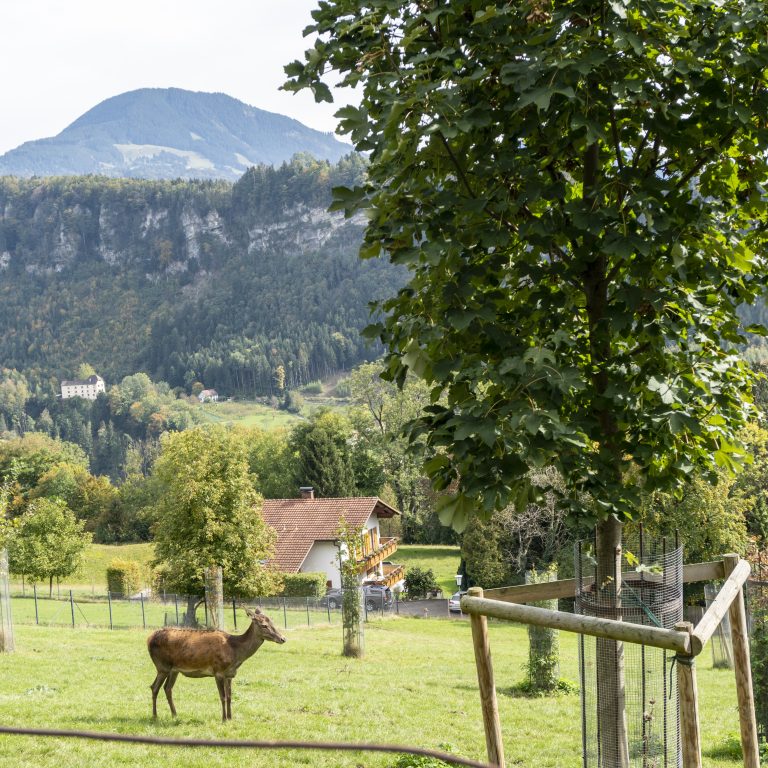 Wildpark Feldkirch © Agnes Ammann / Vorarlberg Tourismus