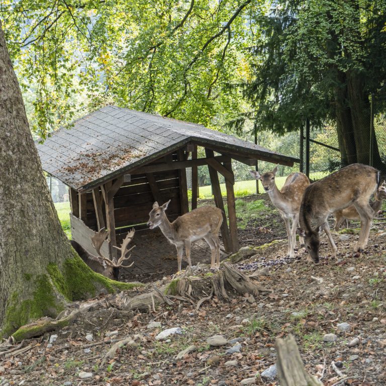 Wildpark Feldkirch © Agnes Ammann / Vorarlberg Tourismus