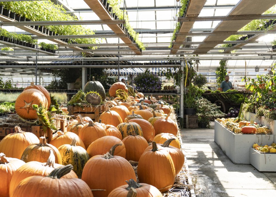 Mahlerhof-Markt Höchst © Agnes Ammann / Vorarlberg Tourismus