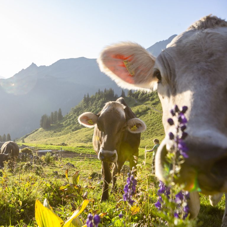 Kühe auf der Weider bei der Alpe Latschätz im Montafon