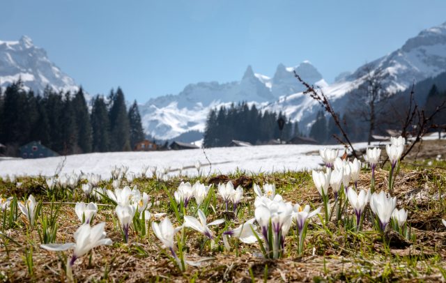Frühling im MOntafo