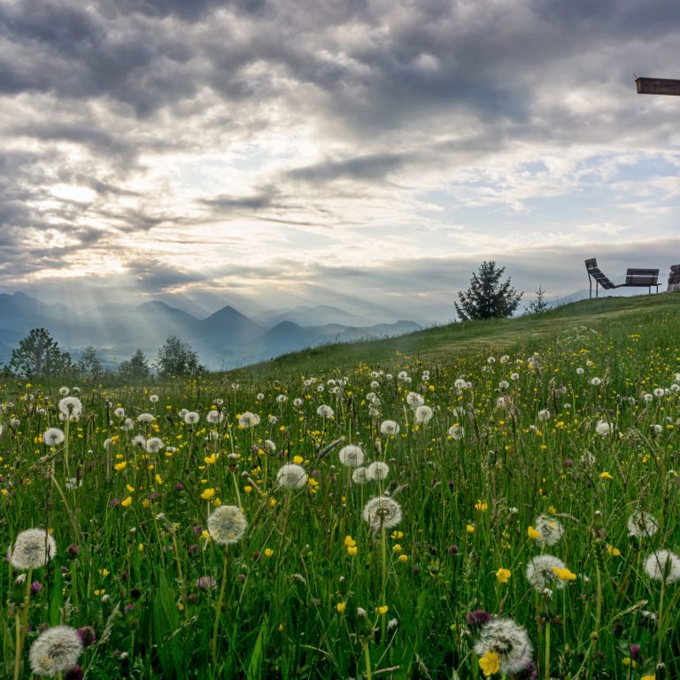 Aussicht von Kaltenbrunnen in Egg im Bregenzerwald auf die Frühsommerlandschaft im Bregenzerwald, im Vordergrund verblühte Löwenzahn