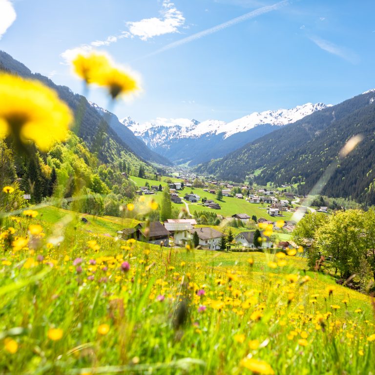 Frühling in Tschagguns im Montafon, im Vordergrund blühende Wiesen mit Löwenzahn, im Hintergrund noch weiße Bergspitzen
