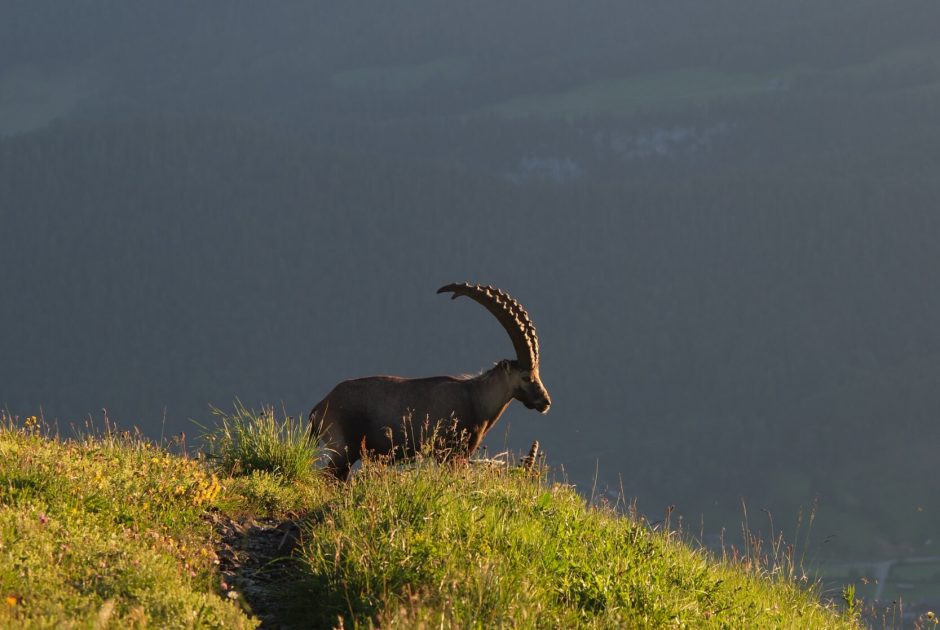 Man sieht einen Steinbock von der Ferne, er steht auf einem Wanderweg am Berg.