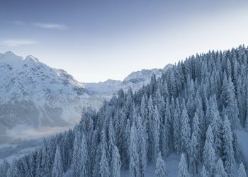 Verschneite Winterlandschaft, weiße Baumwipfel und Berge